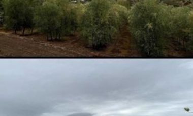 Sitio en Venta en Fundo los Olivos Camino a Pencahue a 10 Minutos de Talca
