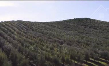 Sitio en Venta en Fundo los Olivos Camino a Pencahue a 10 Minutos de Talca