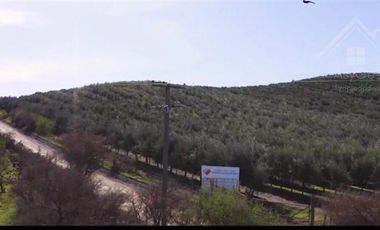 Sitio en Venta en Fundo los Olivos Camino a Pencahue a 10 Minutos de Talca
