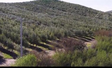 Sitio en Venta en Fundo los Olivos Camino a Pencahue a 10 Minutos de Talca