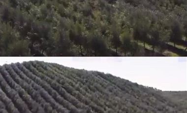 Sitio en Venta en Fundo los Olivos Camino a Pencahue a 10 Minutos de Talca