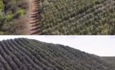 Sitio en Venta en Fundo los Olivos Camino a Pencahue a 10 Minutos de Talca