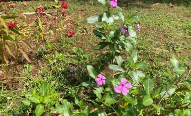 Rumah Halaman Luas Akses Mobil di Pasawahan Purwakarta Dijual Murah