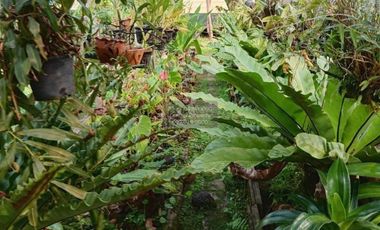 For Sale Garden house with land , Si Kham , Mae Chan , Chiang Rai , CX-131730