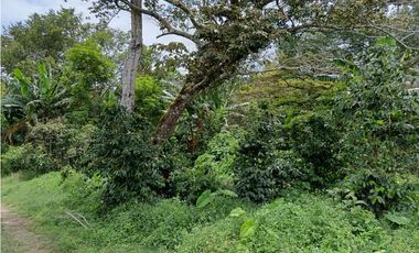 Vendo hermoso Lote con hermosa vista Palmira Boquete #5