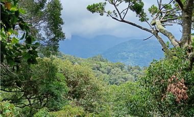 Vendo Finca con hermosa vista en Palmira Boquete #6