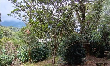 Vendo Finca con hermosa vista en Palmira Boquete #6