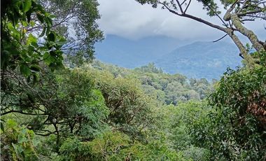 Vendo Finca con hermosa vista en Palmira Boquete #6