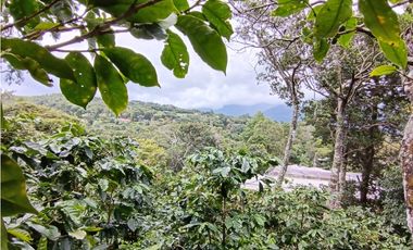 Vendo Finca con hermosa vista en Palmira Boquete #6