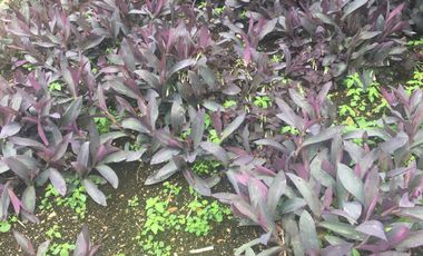 Venta de casa en Las Arboledas, Tlalnepantla, AV1777