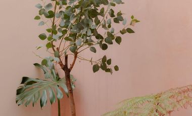 Casa en renta en la del Valle Sur. Uso habitacional