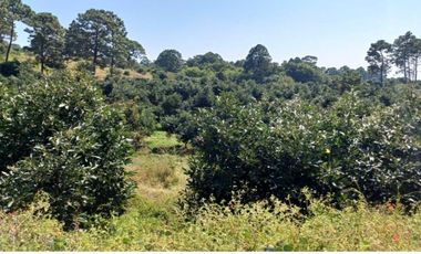Rancho en venta Tancítaro Michoacan