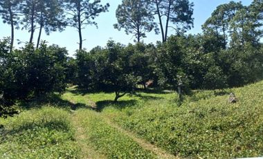 Rancho en venta Tancítaro Michoacan
