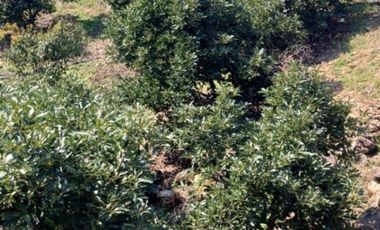 Rancho en venta Tancítaro Michoacan