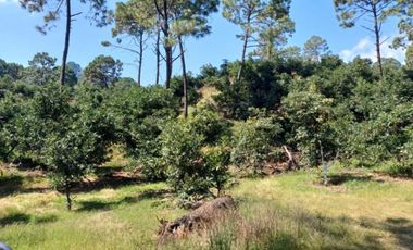Rancho en venta Tancítaro Michoacan