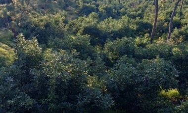 Rancho en venta Tancítaro Michoacan