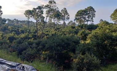 Rancho en venta Tancítaro Michoacan