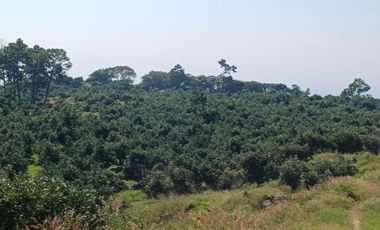 Rancho en venta Tancítaro Michoacan