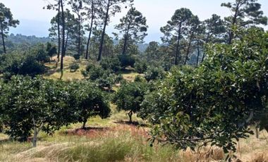 Rancho en venta Tancítaro Michoacan