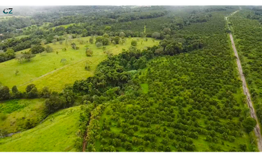 Finca de 4 hectáreas Potrerillo Abajo Chiriquí