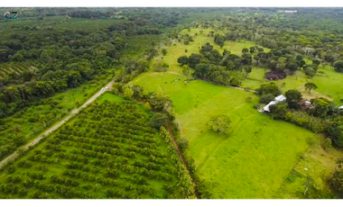 Finca de 4 hectáreas Potrerillo Abajo Chiriquí