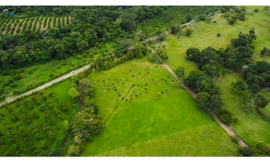 Finca de 4 hectáreas Potrerillo Abajo Chiriquí