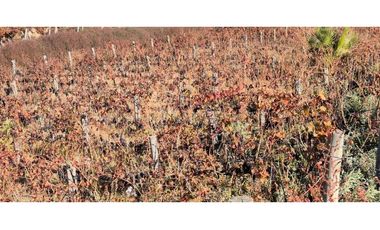 VENTA DE FINCA 90 HAS EN LUJAN DE CUYO