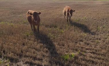 Casa en venta - 1 Dormitorio 1 Baño - 2939Mts2 - Lobos