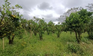 1 hektar kebun jeruk dekat jalan raya Katung Kintamani Bali