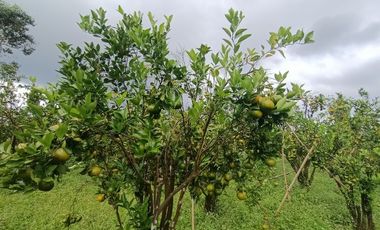 1 hektar kebun jeruk dekat jalan raya Katung Kintamani Bali