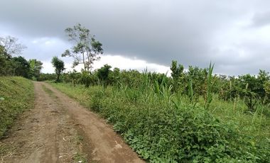 1 hektar kebun jeruk dekat jalan raya Katung Kintamani Bali