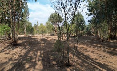 TU VIDA EN EL MAULE COMIENZA HOY