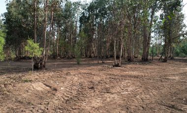 TU VIDA EN EL MAULE COMIENZA HOY