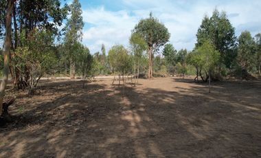 TU VIDA EN EL MAULE COMIENZA HOY