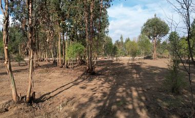 TU VIDA EN EL MAULE COMIENZA HOY