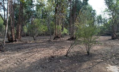 TU VIDA EN EL MAULE COMIENZA HOY