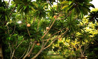 Vive en Exclusiva Quinta 