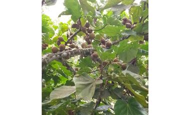 Casa finca en Santa Bárbara - Antioquia  Cerca al casco urbano