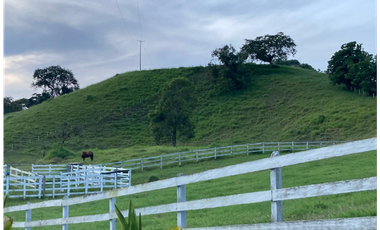 SE VENDE FINCA ENTRE  FILANDIA Y QUIMBAYA  20 CUADRAS