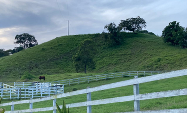 SE VENDE FINCA ENTRE  FILANDIA Y QUIMBAYA  20 CUADRAS
