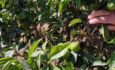 Parcela en Venta en condominio el molino de codigua