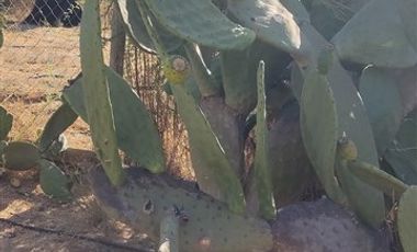 Parcela en Venta en condominio el molino de codigua