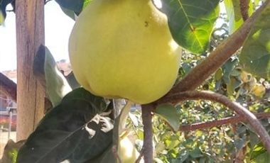 Parcela en Venta en condominio el molino de codigua