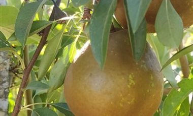 Parcela en Venta en condominio el molino de codigua