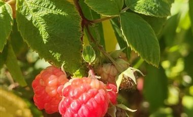 Parcela en Venta en condominio el molino de codigua