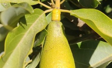 Parcela en Venta en condominio el molino de codigua