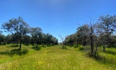 Parcela en Venta en Orilla de Ruta Pavimentada en Marchigüe