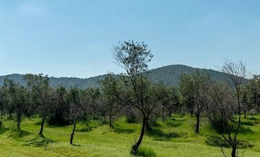 Parcela en Venta en Orilla de Ruta Pavimentada en Marchigüe