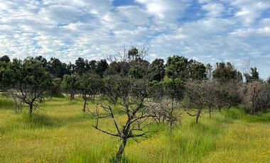 Parcela en Venta en Orilla de Ruta Pavimentada en Marchigüe