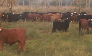 Campo en venta - 230Mts2 - Formosa